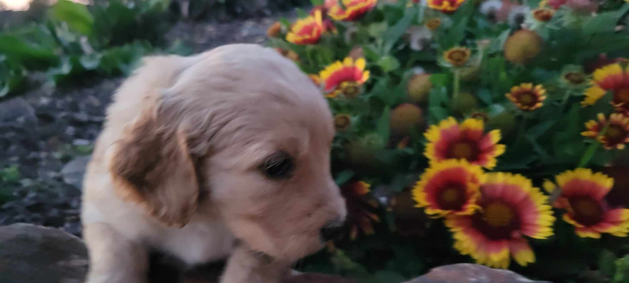 puppy, for, sale, Poodle Standard/Golden Retriever, Lana  Arnall, dog, breeder, Hartville, MO, dog-breeder, puppy-for-sale, forsale, nearby, find, puppyfind, locator, puppylocator, aca